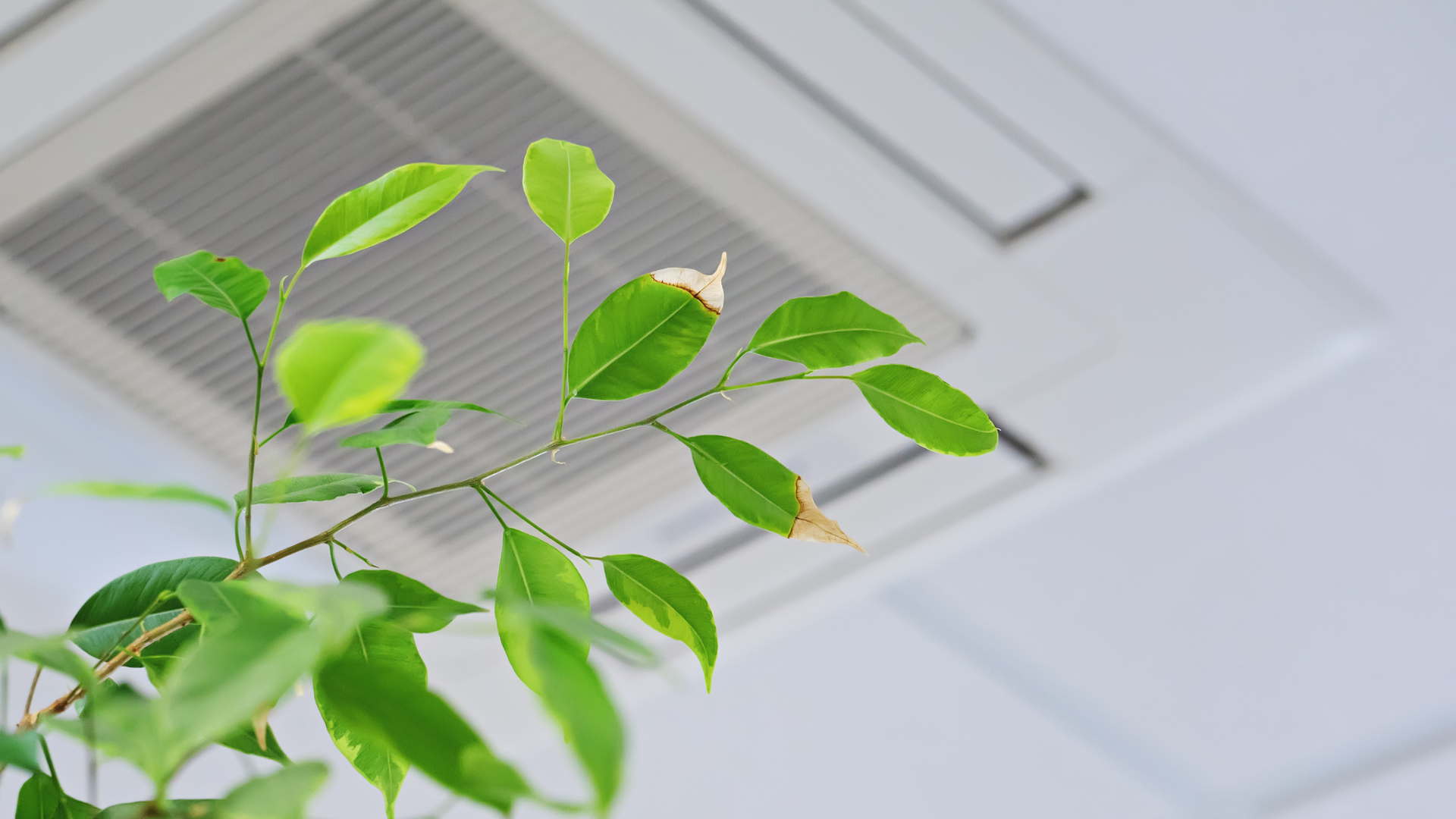 A plant is growing out of a ceiling fan.